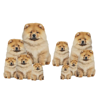 chow chow army