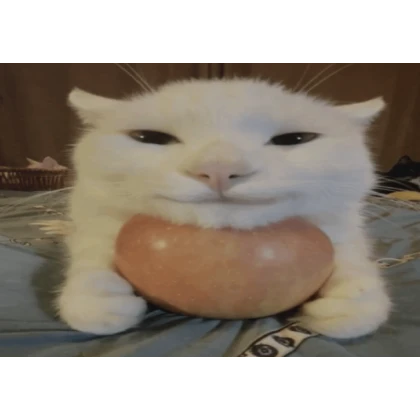 Cat with Apple Meme Box