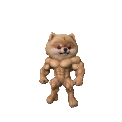 Buff Pomeranian Puppy