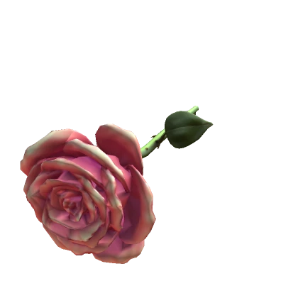 Valentines Rose 