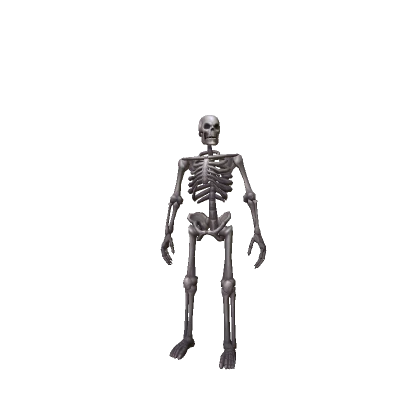 💀 Stylized Skeleton Body