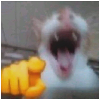 CAT LAUGHING  PFP