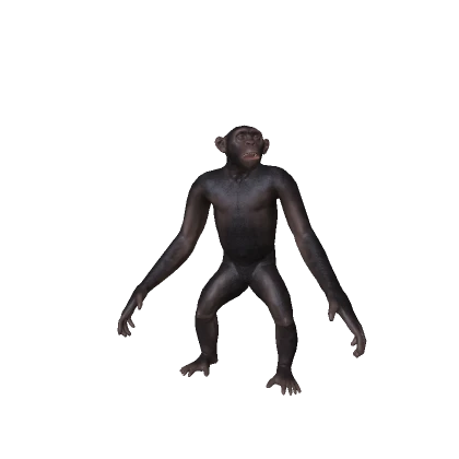 Realistic Chimpanzee
