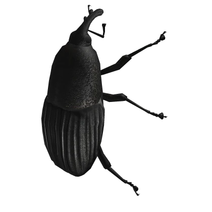 Realistic Weevil Face Friend