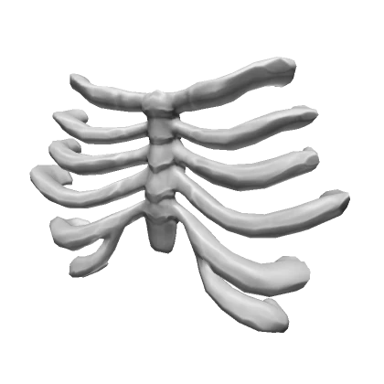 Skeleton Ribcage