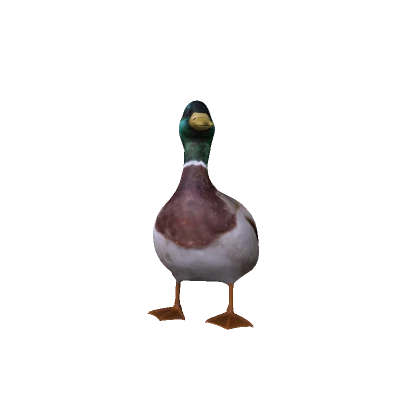 Cute Duck
