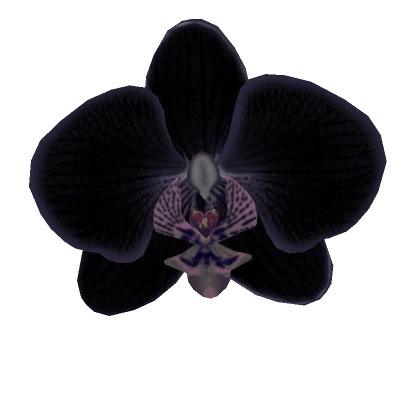 Black Orchid Summer Clip Summer Spring Flower