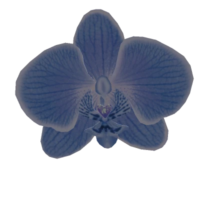 Baby Blue Orchid Summer Clip Summer Spring Flower