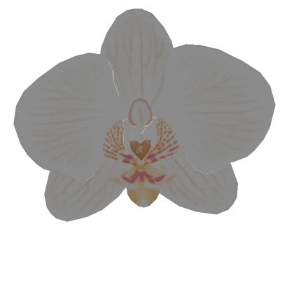 White Orchid Summer Clip Summer Spring Flower