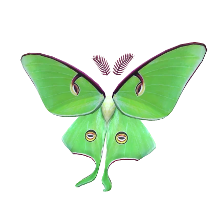 Dreamy Luna Moth Wings