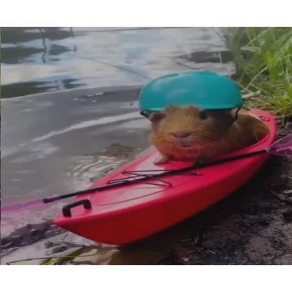Guinea Pig Inside Canoe