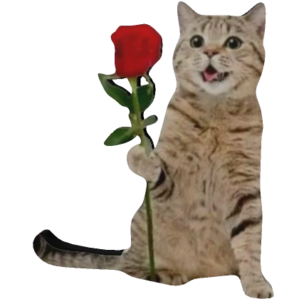 Rose cat