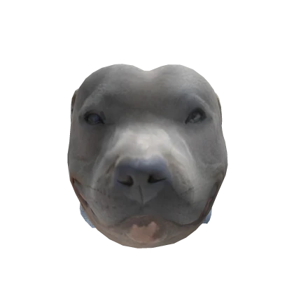 Smiling Pitbull Dog Meme