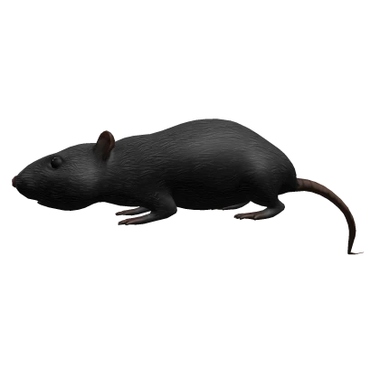 Black Rat