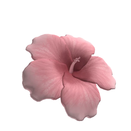 Summer Hibiscus Flower Rose Pink