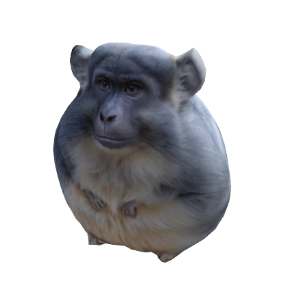 monkey chinchilla suit