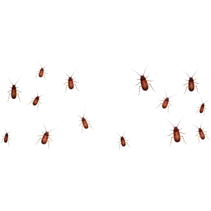 Roach Aura