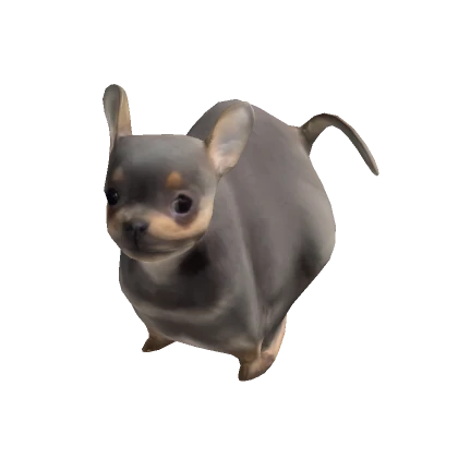 Chihuahua Dog Chancho Meme