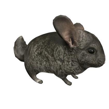 Chinchilla on Head