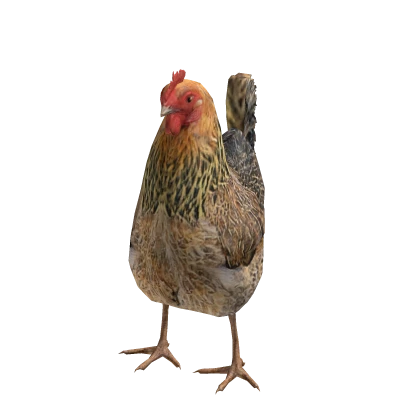 Realistic Chicken