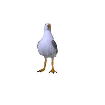 Seagull