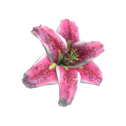 Tropical Hair Lily Flower Hibiscus in Pink