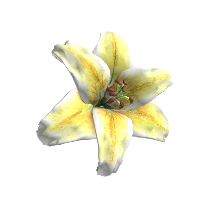 Tropical Hair Lily Flower Hibiscus in white