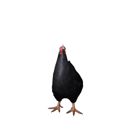 Black Chicken