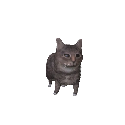Oiia Cat