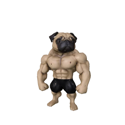 Sigma Pug Buff Muscles