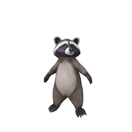 Cute Small Racoon