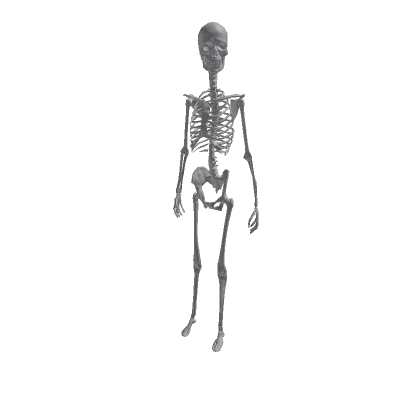 Sentinel_Avatar_23_Skeleton(1)