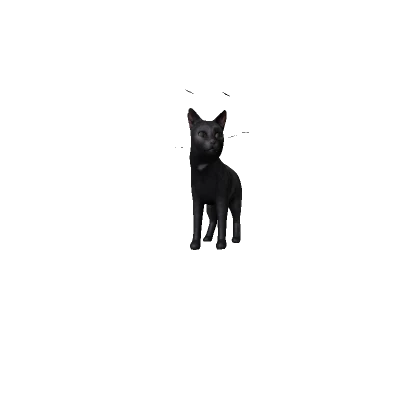 Cute Black Cat