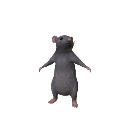 Rat Mouse