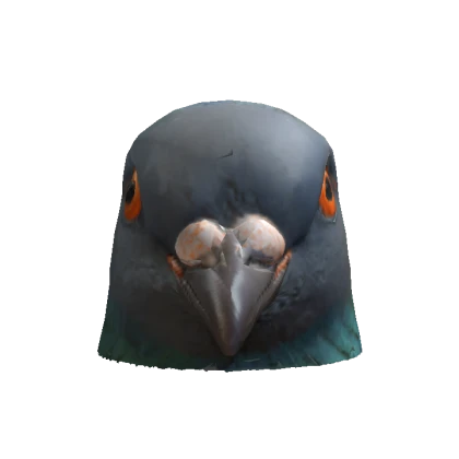 Pigeon