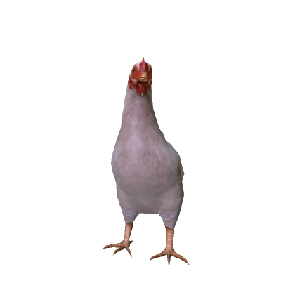 Realistic Chicken
