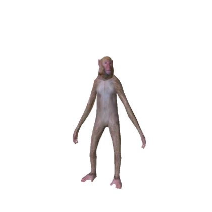 Realistic Monkey