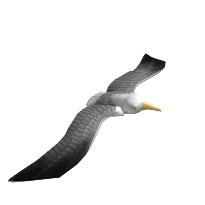 Seagull Friend