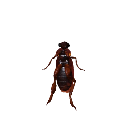 Realistic Roach