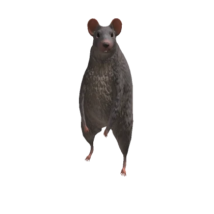 Rat