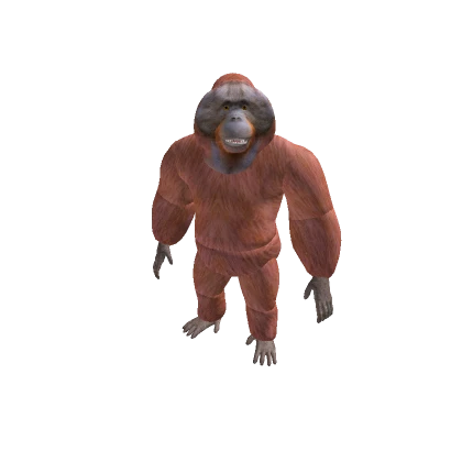 Orangutan