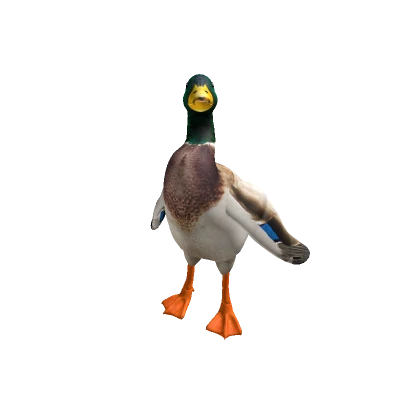 Realistic Duck