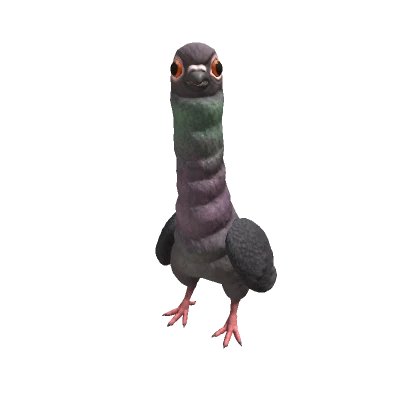 Pigeon