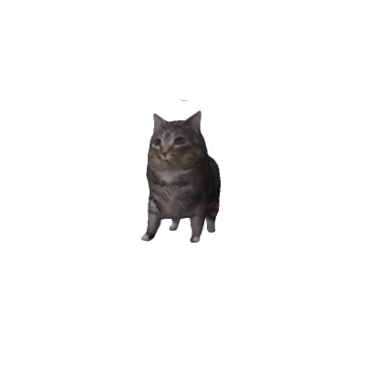 OIIA OIIA Cat