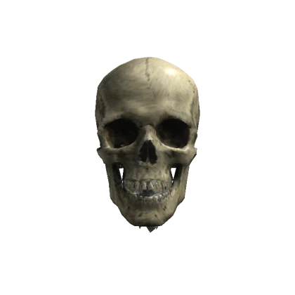 Realistic Skull Head