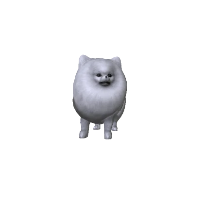 Pomeranian Dog