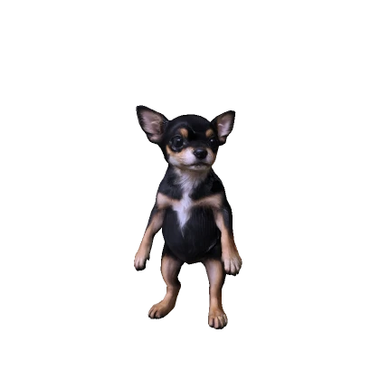 Cute Chihuahua Dog