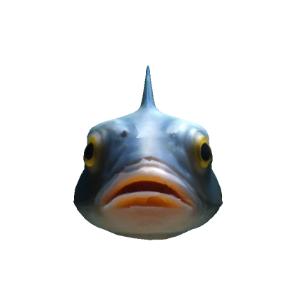 Fish Head