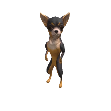 Chihuahua