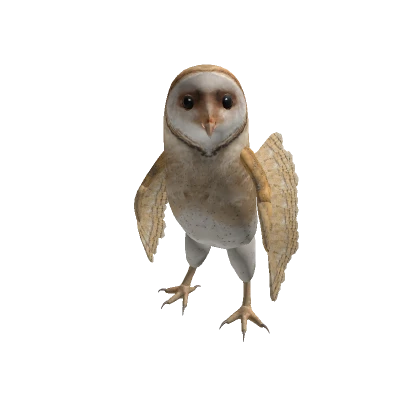 Barn Owl